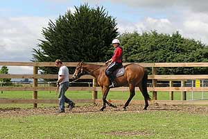 Experienced Horse Trainer